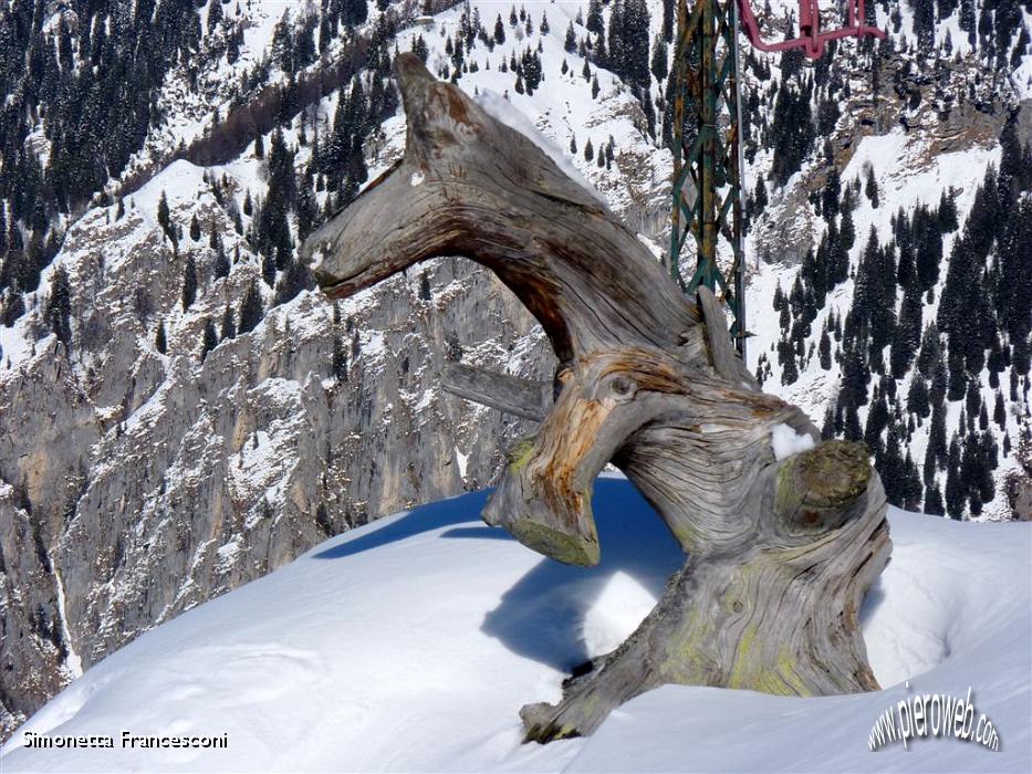 23 L'orso del Rifugio Torcole.JPG